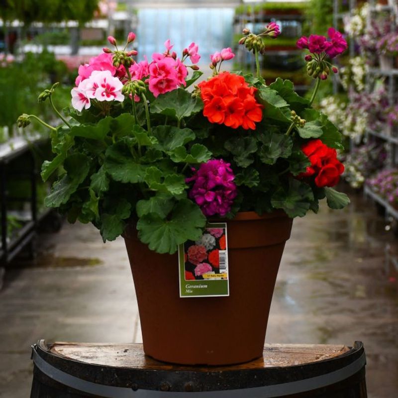 Geranium (Pelargonium)