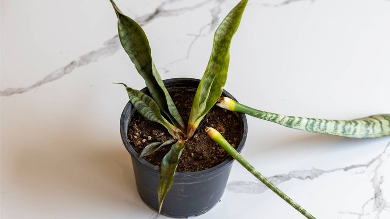 Use the plant's condition to choose your next step