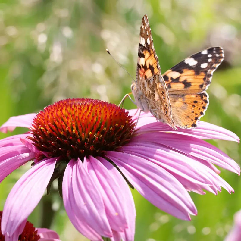 Purple Coneflower (Echinacea)
