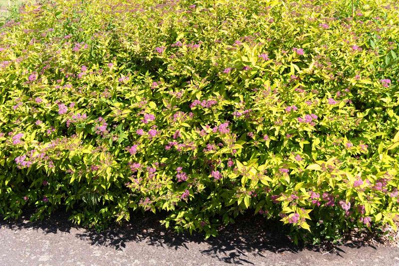 Sun and moisture also affect flowering