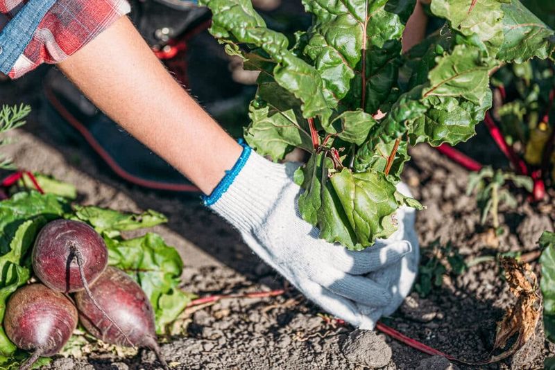 Picking Too Many Greens Too Early