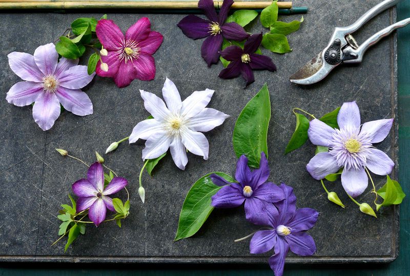 Moderate Pruning for Group 2 Clematis