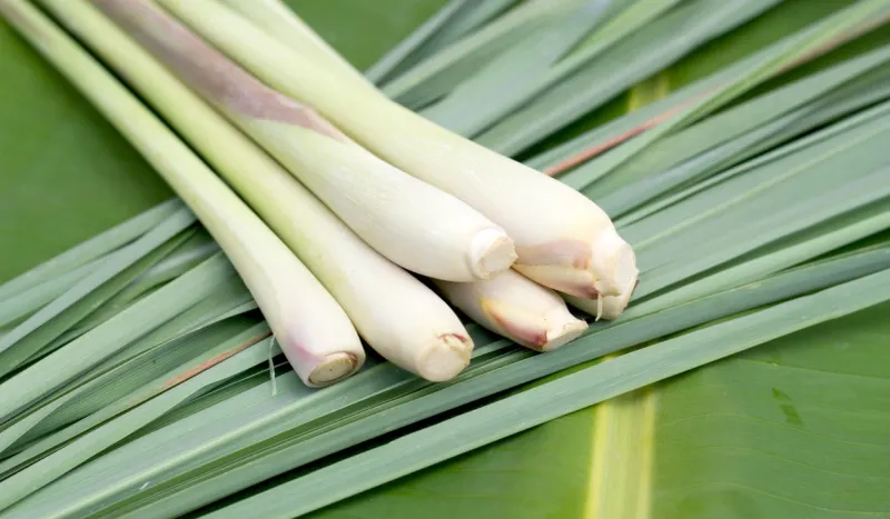 Lemongrass