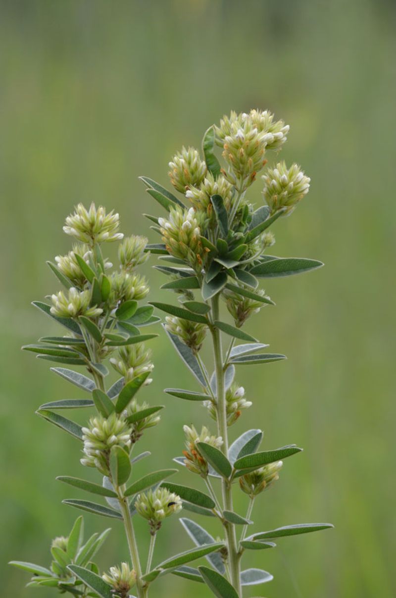 Round-headed Bush Clover (Lespedeza capitata)