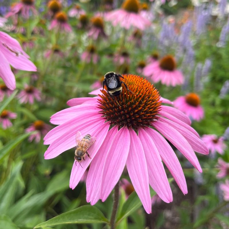 Purple Coneflower