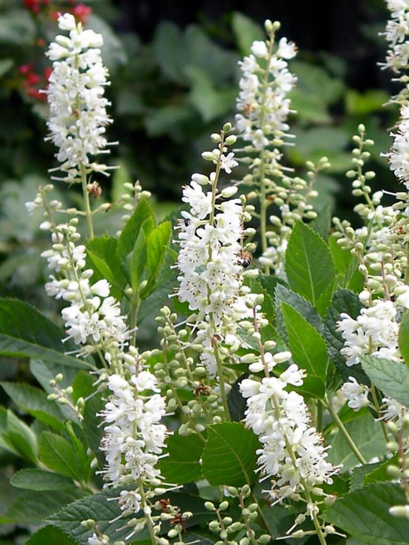Sweet Pepperbush (Clethra alnifolia)