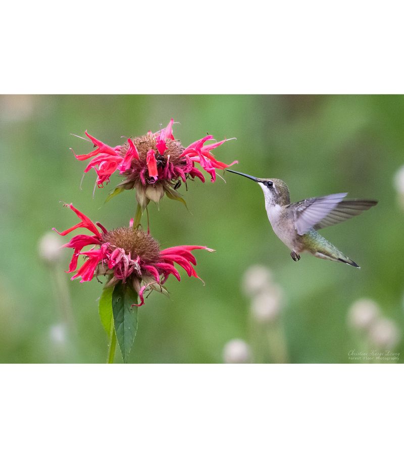Bee Balm (Monarda species)