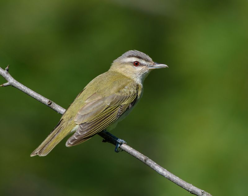 Vireos