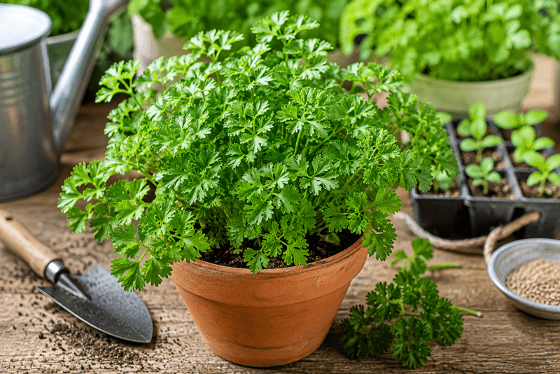 Parsley