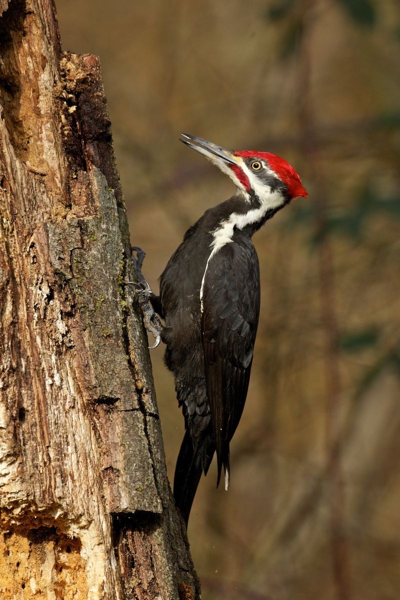 Suitable cavities can become shelter for other wildlife