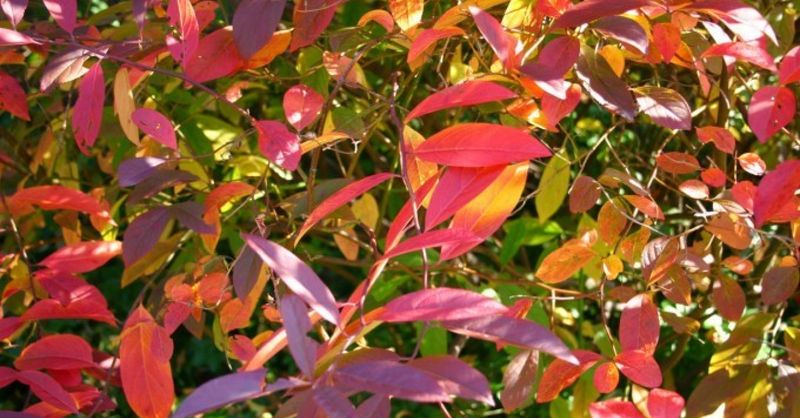 Native planting can serve yard goals without a claim of tick control