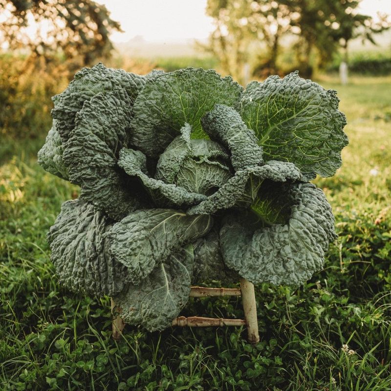 Identify the crop and confirm whether it is mature