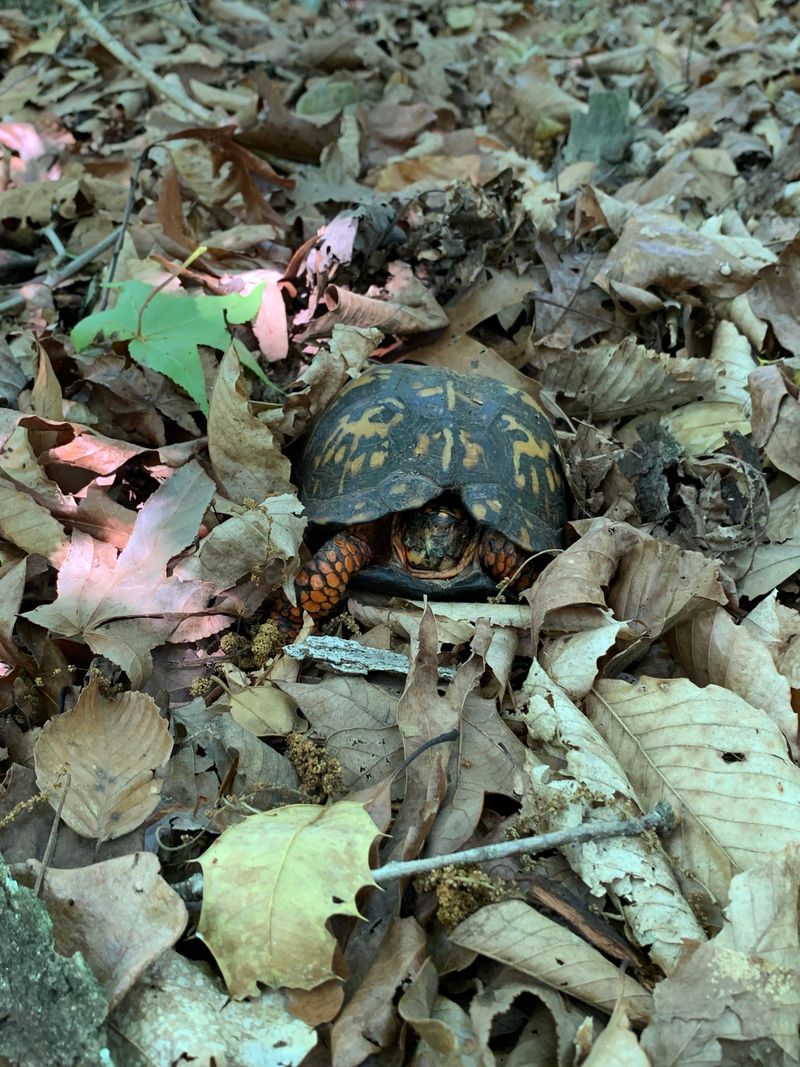Protect the Ground the Turtle Already Uses
