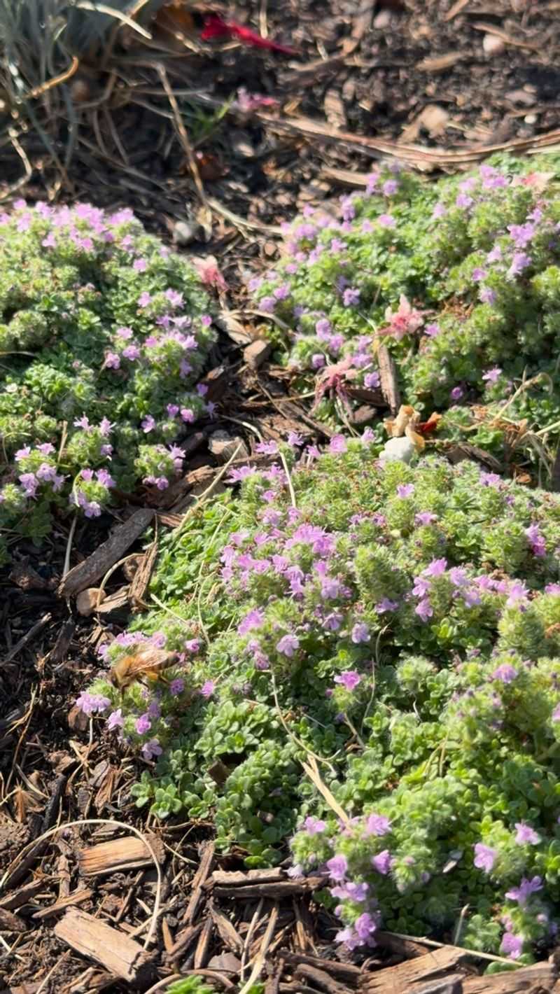 Low maintenance still requires seasonal attention
