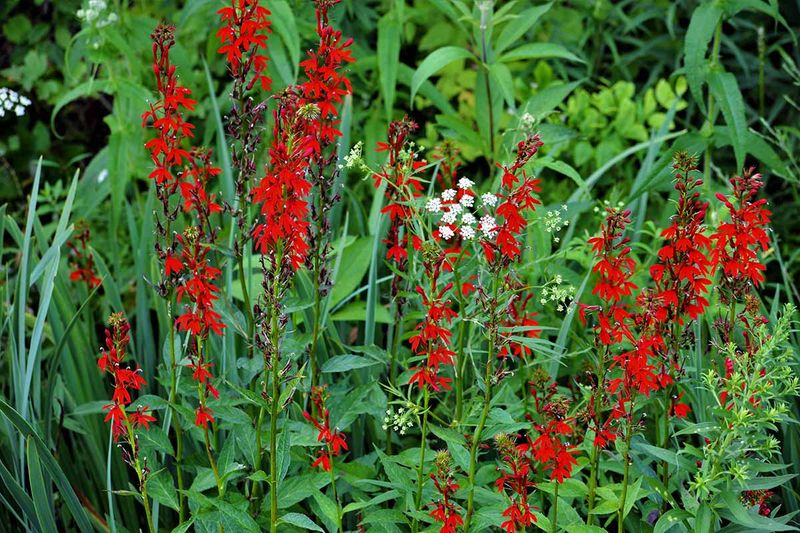 Cardinal Flower (Lobelia cardinalis)