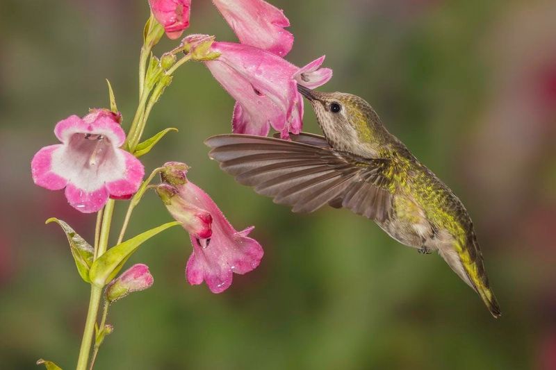 Penstemon (Beardtongue)