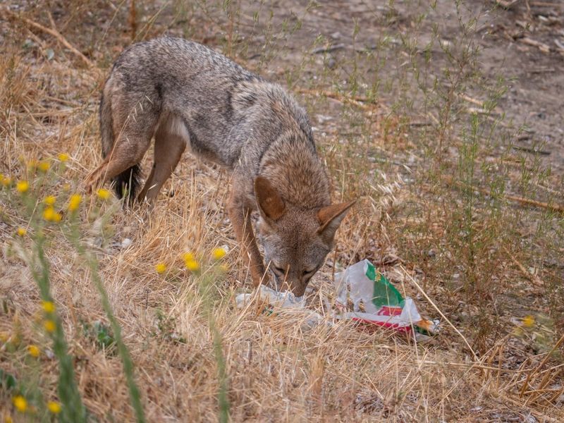 Remove the food and shelter that can draw repeat visits