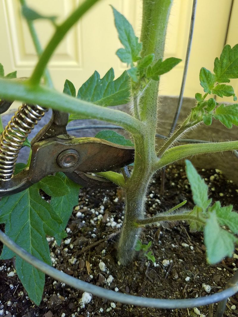 Prune damaged or diseased lower leaves