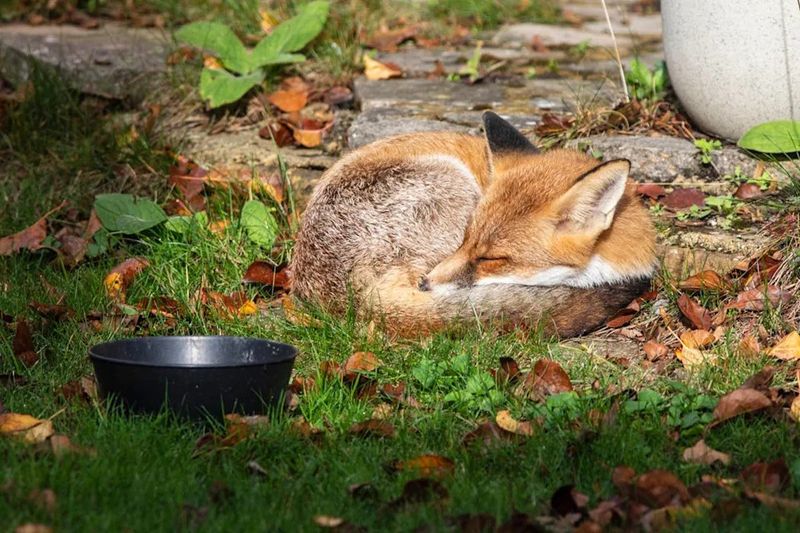 Prey and food may draw the fox more than any single plant