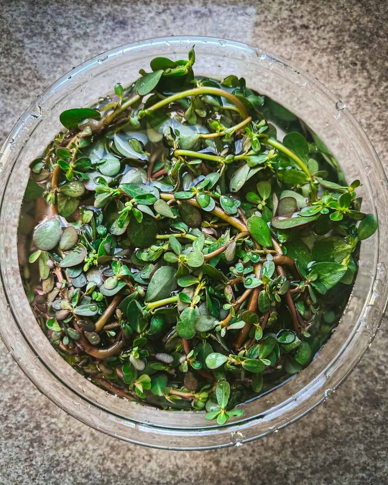 Check the harvest site and rinse the leaves