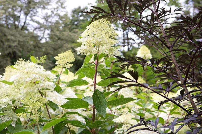 Skipping Annual Pruning on New-Wood Hydrangeas