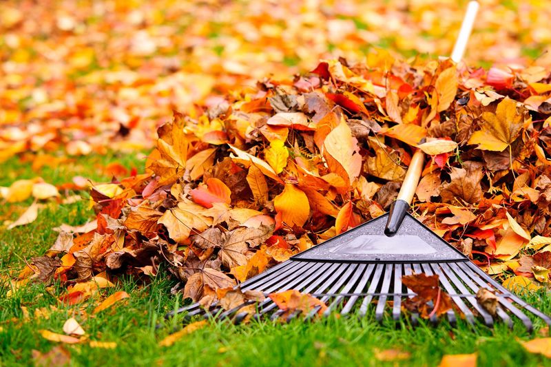 Cut Back Gradually as the Weather Cools