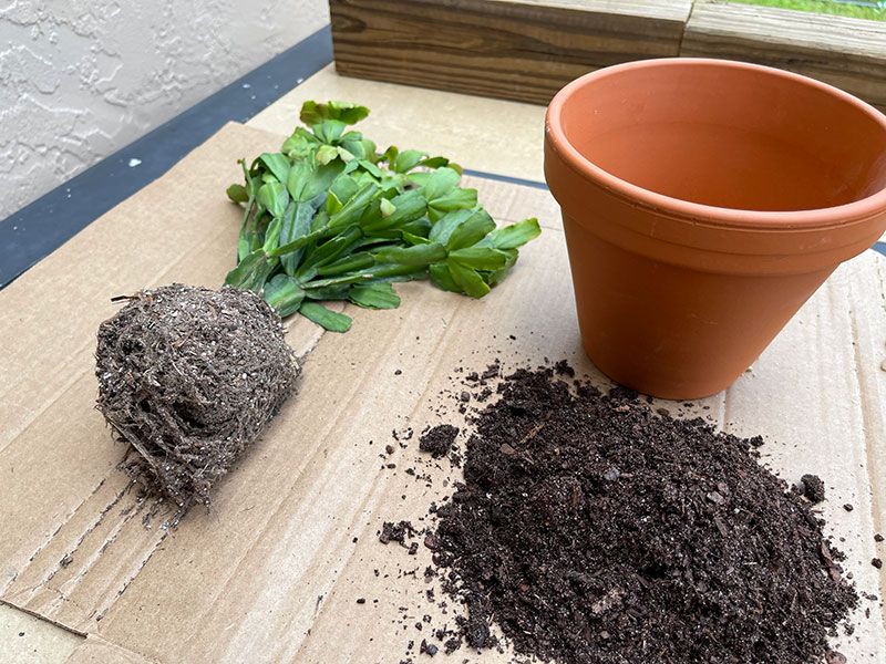 The Wrong Potting Mix