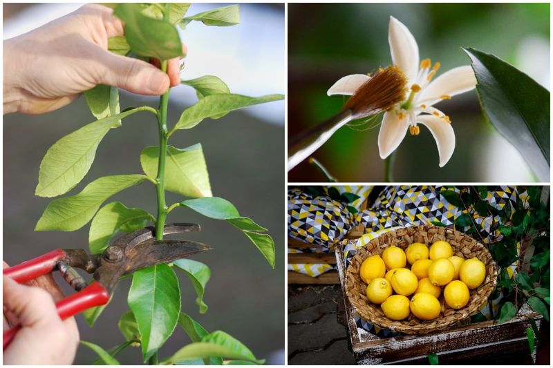 Light, indoor pollination, and feeding each solve a narrower problem