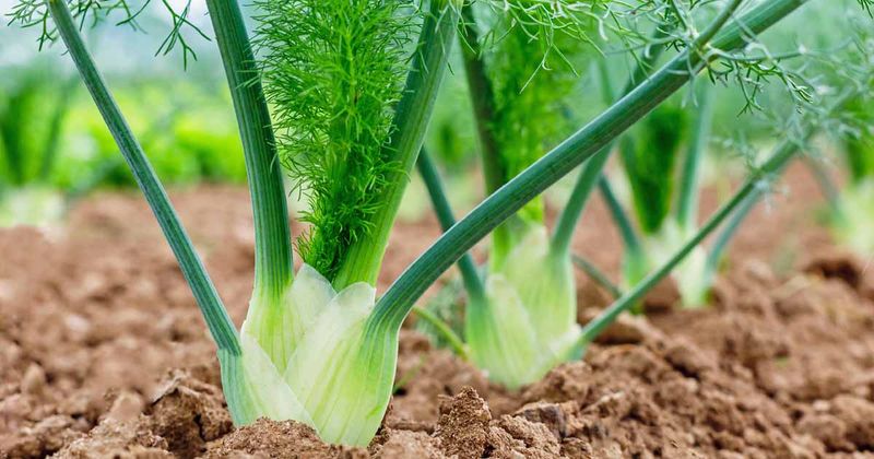 Fennel