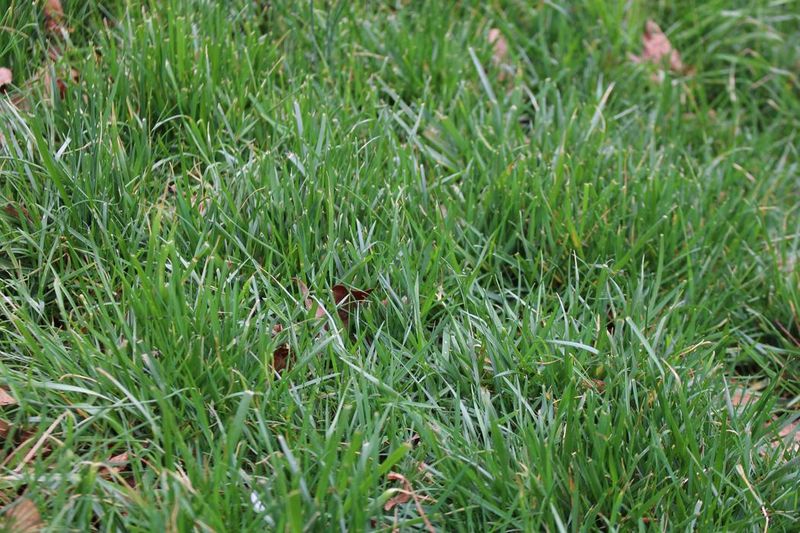Feed established tall fescue during its fall window