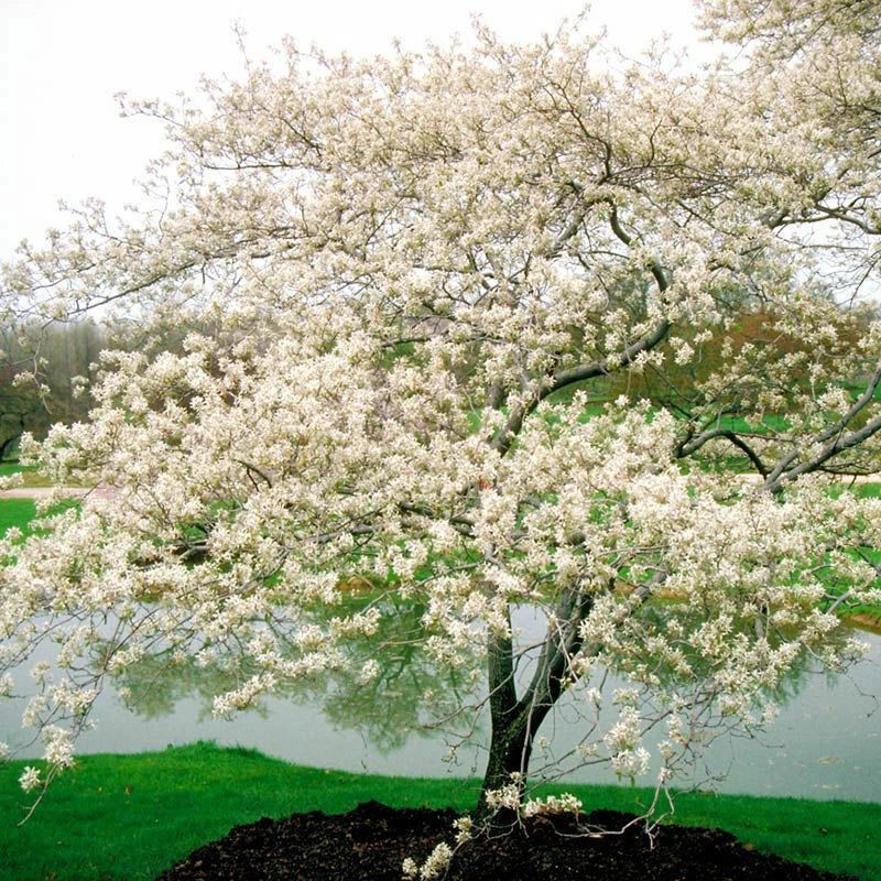Serviceberry (Amelanchier)