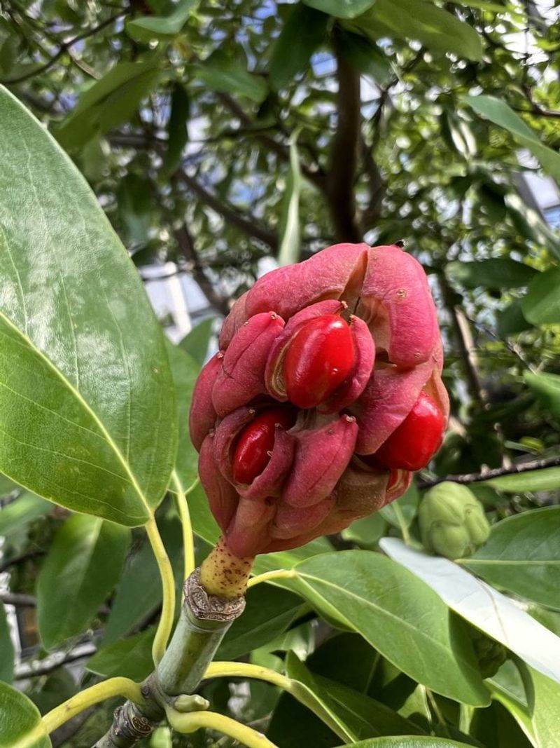 A red-seeded cluster does not identify the species by itself