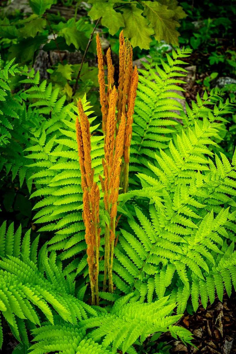 Cinnamon Fern