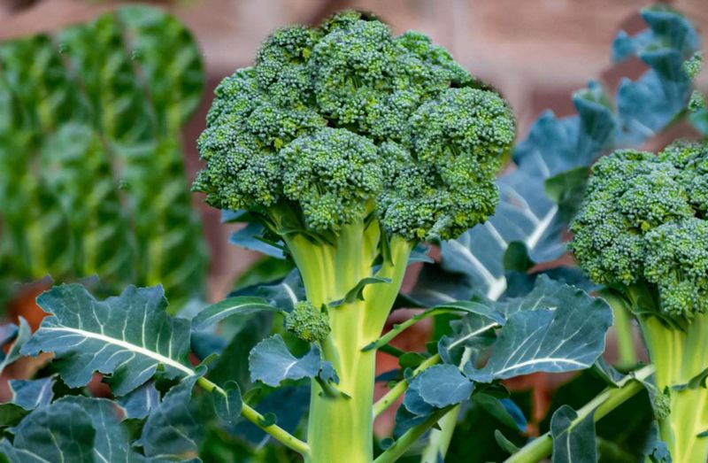 Broccoli