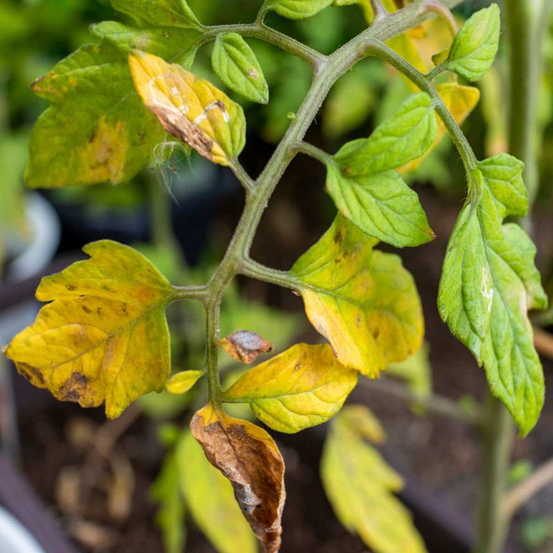 Natural Aging Of Lower Leaves