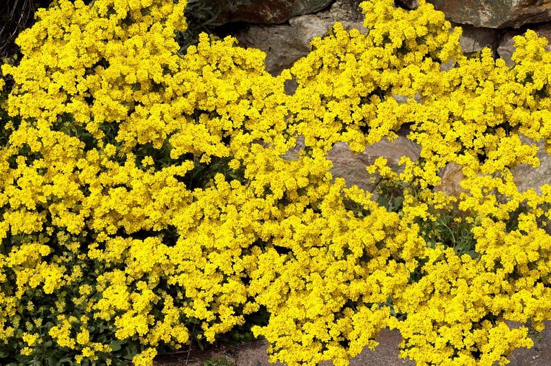 Basket of Gold