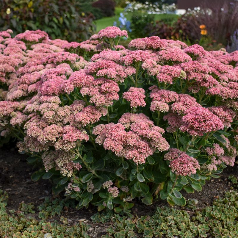 Upright Sedum
