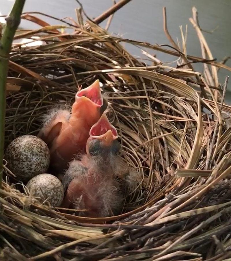 Safe Nesting Spots at the Right Height