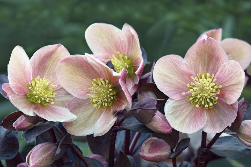 Hellebore (Lenten Rose)