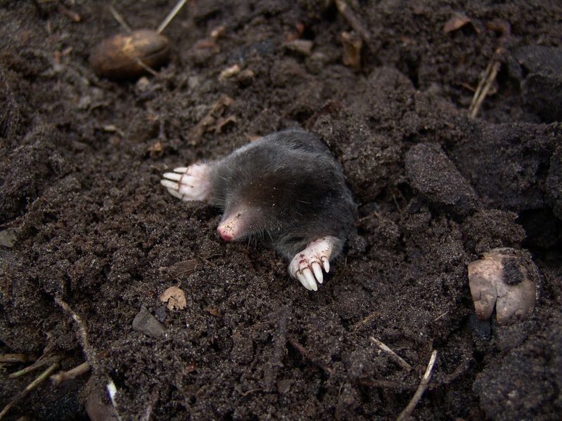 Before blaming moles, identify the animal making the damage