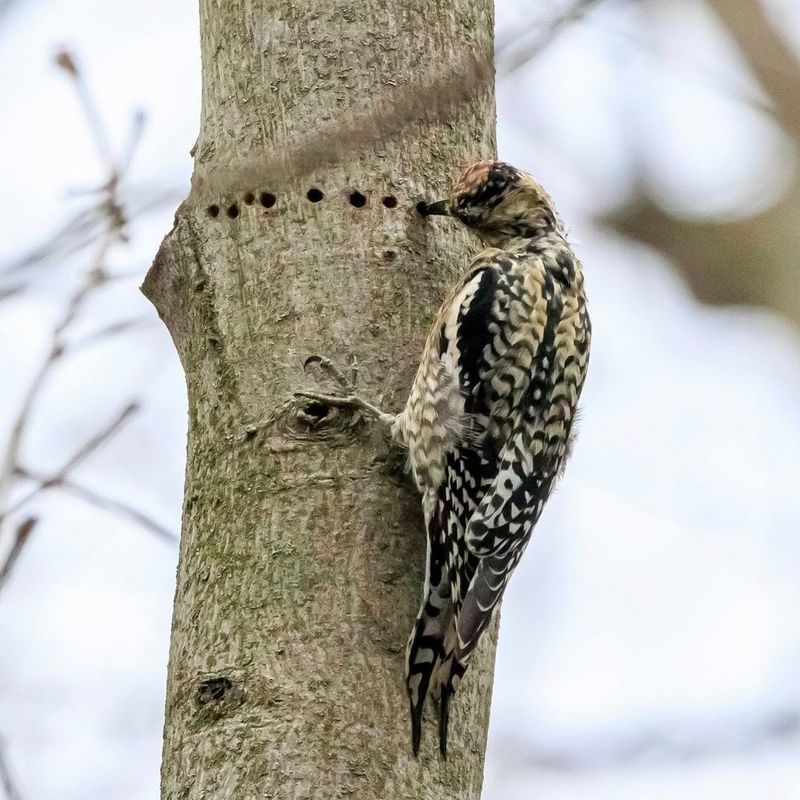 Neat rows point to sapsucker feeding wells