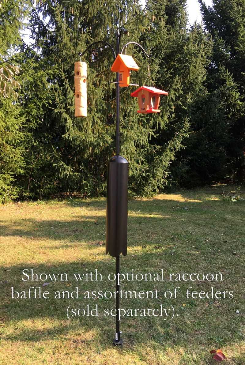 Raccoons