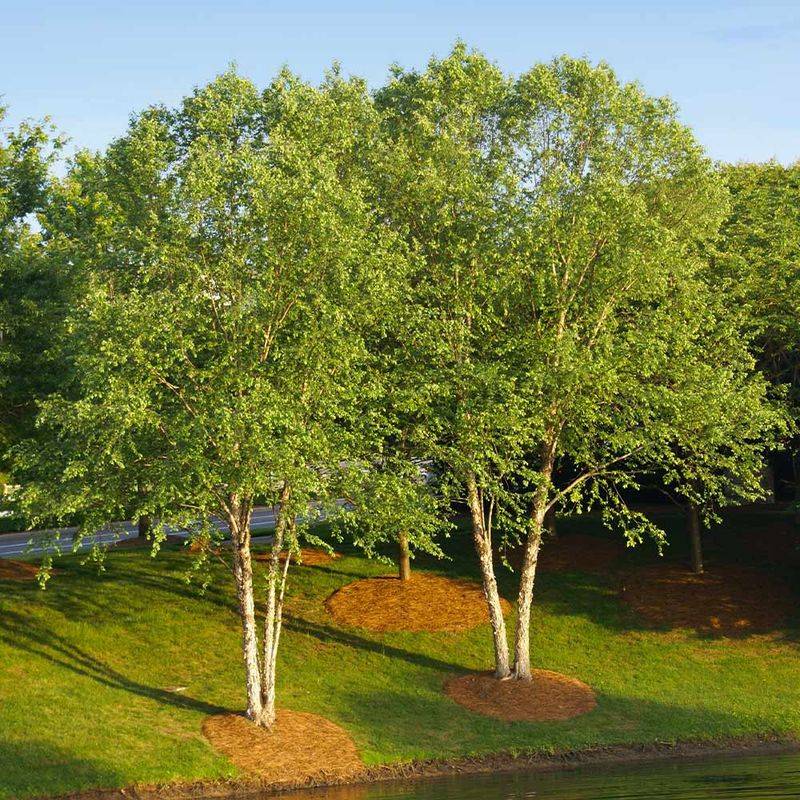 River Birch (Betula nigra)