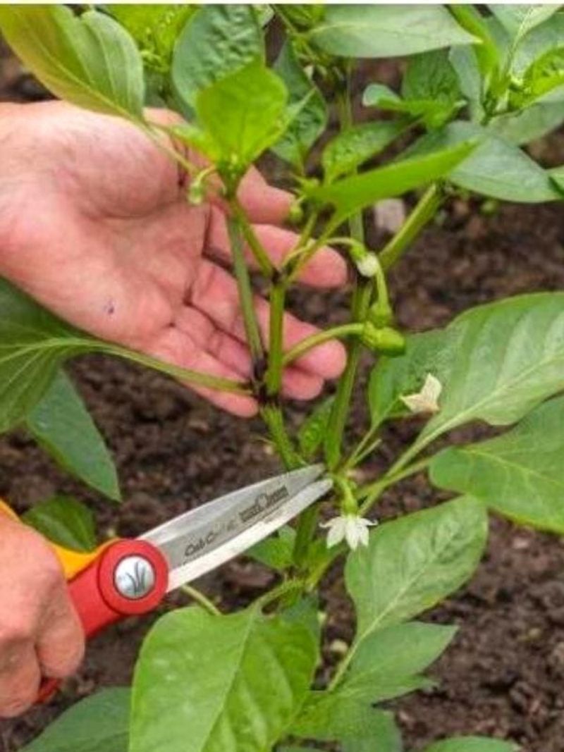 Prune Struggling Foliage to Redirect Energy