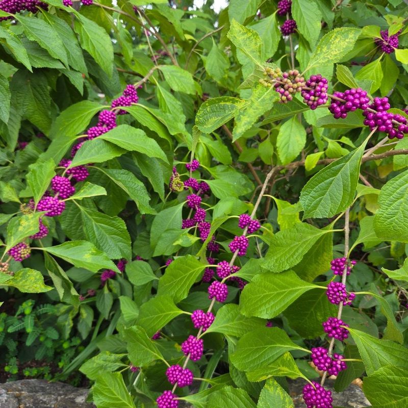 What the shrub provides across the seasons