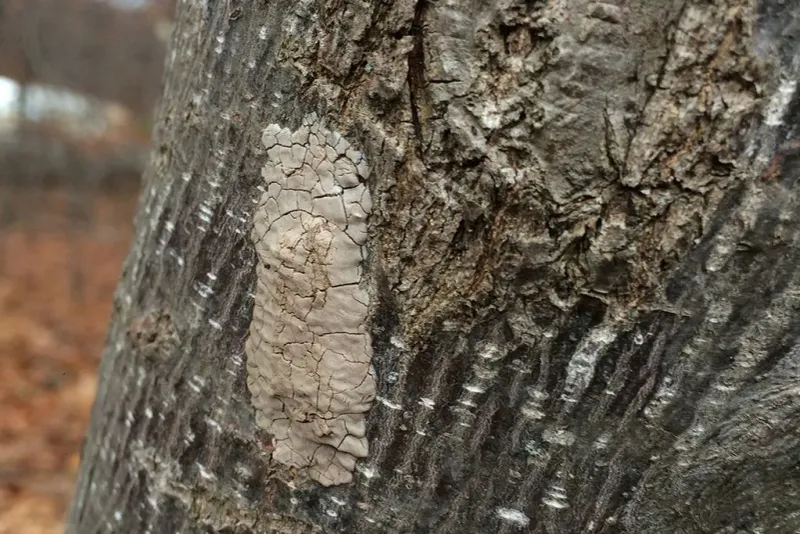 Late fall is a reason to check, not proof of a statewide infestation