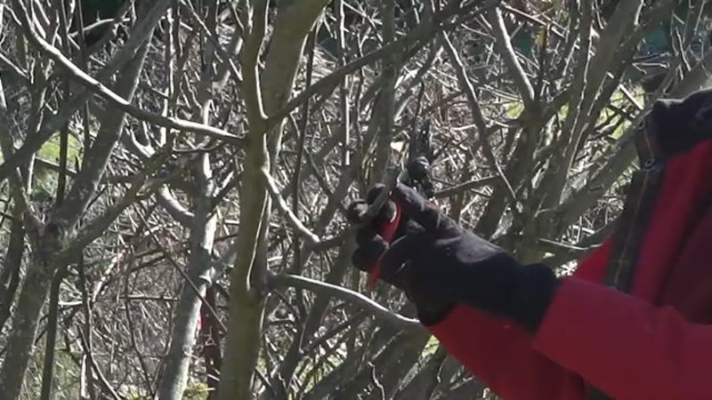 Prune selectively so you do not remove a possible crop
