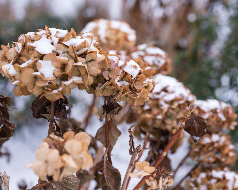 Pruning is not the only reason hydrangeas miss a bloom cycle