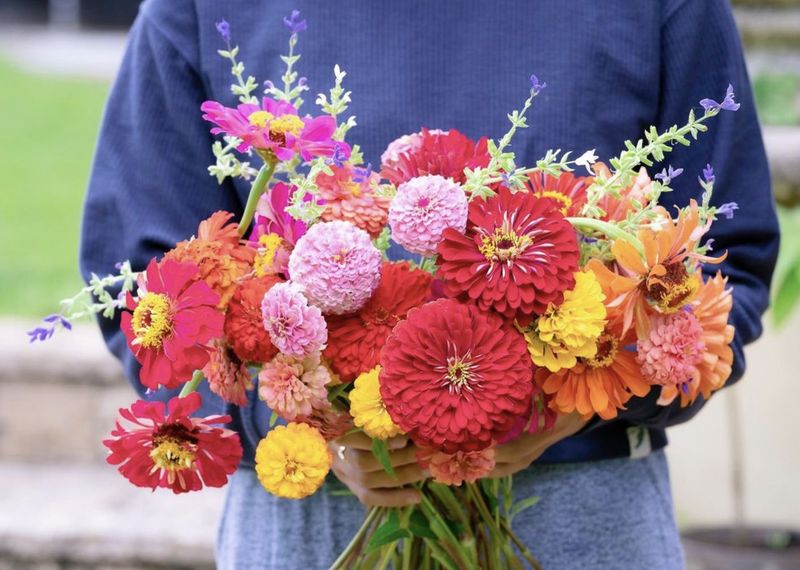 Zinnias