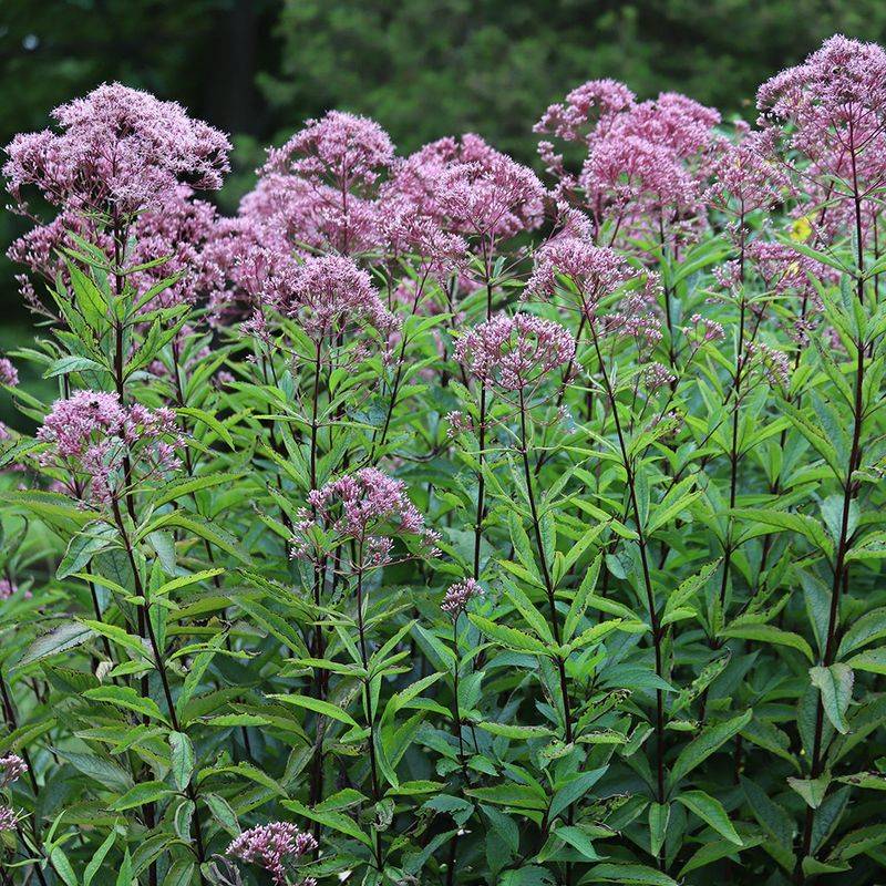 Joe-Pye Weed (Eutrochium purpureum)